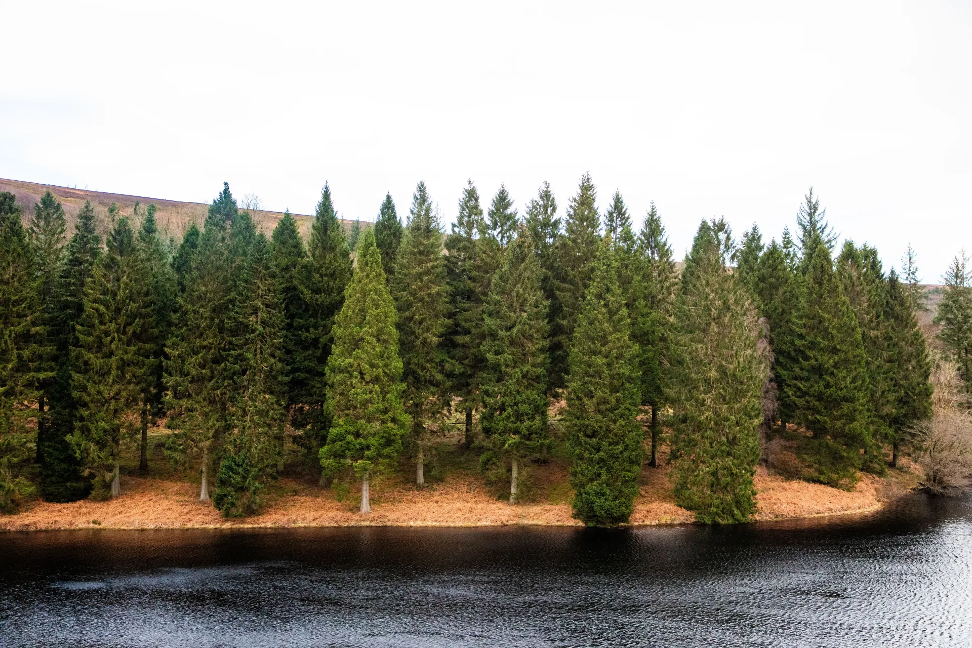 Home Page Background